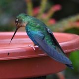 DSC_2561b.jpg