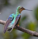 DSC_2584b.jpg