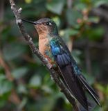 DSC_2594b.jpg