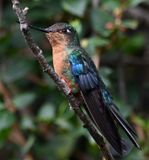 DSC_2595b.jpg