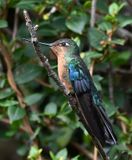 DSC_2598b.jpg