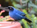 DSC_2603b.jpg