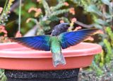 DSC_2621b.jpg