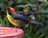 DSC_2662b.jpg