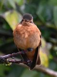 DSC_2678b.jpg