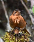 DSC_2716b.jpg