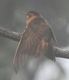 DSC_2764b.jpg