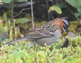 DSC_2778b.jpg