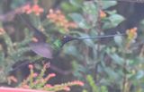 DSC_2787b.jpg