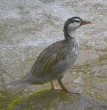 DSC_2865b.jpg