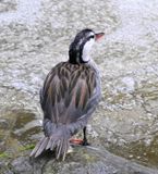 DSC_2866b.jpg