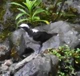 DSC_2890b.jpg