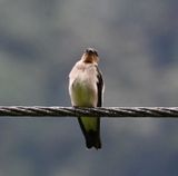 DSC_2914b.jpg