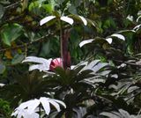 DSC_2907b.jpg