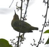 DSC_3012b.jpg