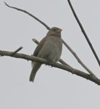 DSC_3421b.jpg