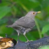 DSC_3482b.jpg