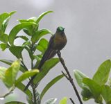 DSC_3593b.jpg