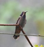 DSC_3663b.jpg
