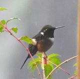 DSC_3715b.jpg