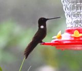 DSC_3729b.jpg