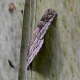 DSC_3941b.jpg