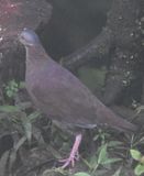 DSC_4027b.jpg