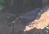 DSC_4066b.jpg