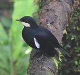 DSC_4199b.jpg