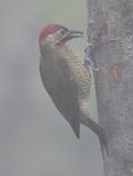 DSC_4239b.jpg