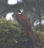 DSC_4265b.jpg