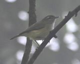 DSC_4415b.jpg