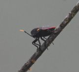 DSC_4490b.jpg