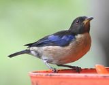 DSC_4607b.jpg