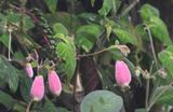 DSC_4723b.jpg