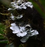 DSC_4738b.jpg