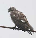 DSC_4767b.jpg
