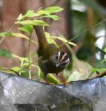 DSC_4946b.jpg