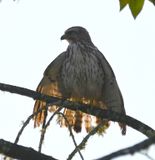 DSC_5019b.jpg