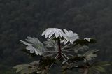DSC_5109b.jpg