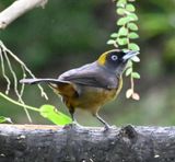 DSC_5172b.jpg