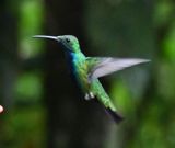 DSC_5335b.jpg