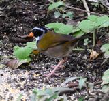 DSC_5345b.jpg