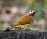 DSC_5490b.jpg