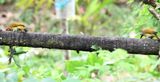 DSC_5494b.jpg