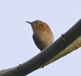 DSC_5768b.jpg