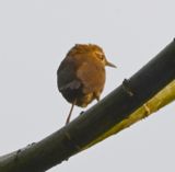 DSC_5777b.jpg