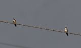 DSC_5784b.jpg