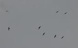 DSC_5799b.jpg