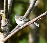 DSC_5818b.jpg
